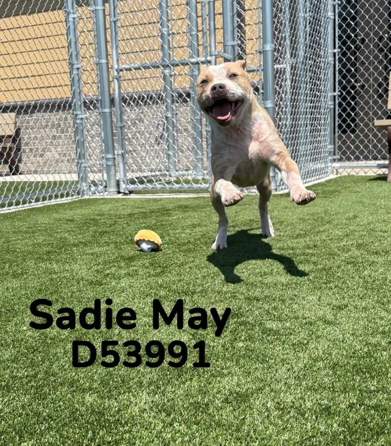 A young medium-sized female Pit Bull Terrier dog named Sadiemay for adoption in Clarksville, TN