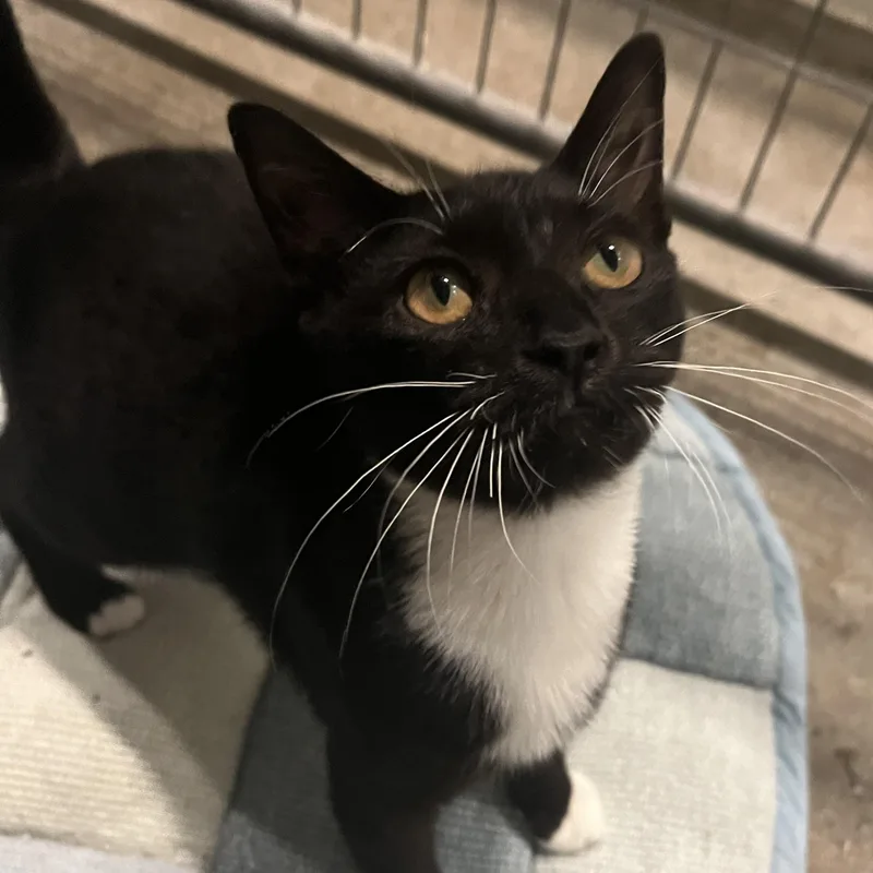 A young medium-sized female Domestic Short Hair cat named Ivy for adoption in Columbus, OH