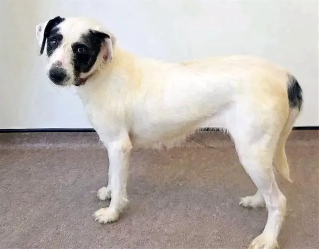 A young large-sized female Collie dog named Molly for adoption in Saint Louis, MO