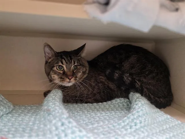 An adult small-sized male Domestic Short Hair cat named Ducky for adoption in Denver, CO