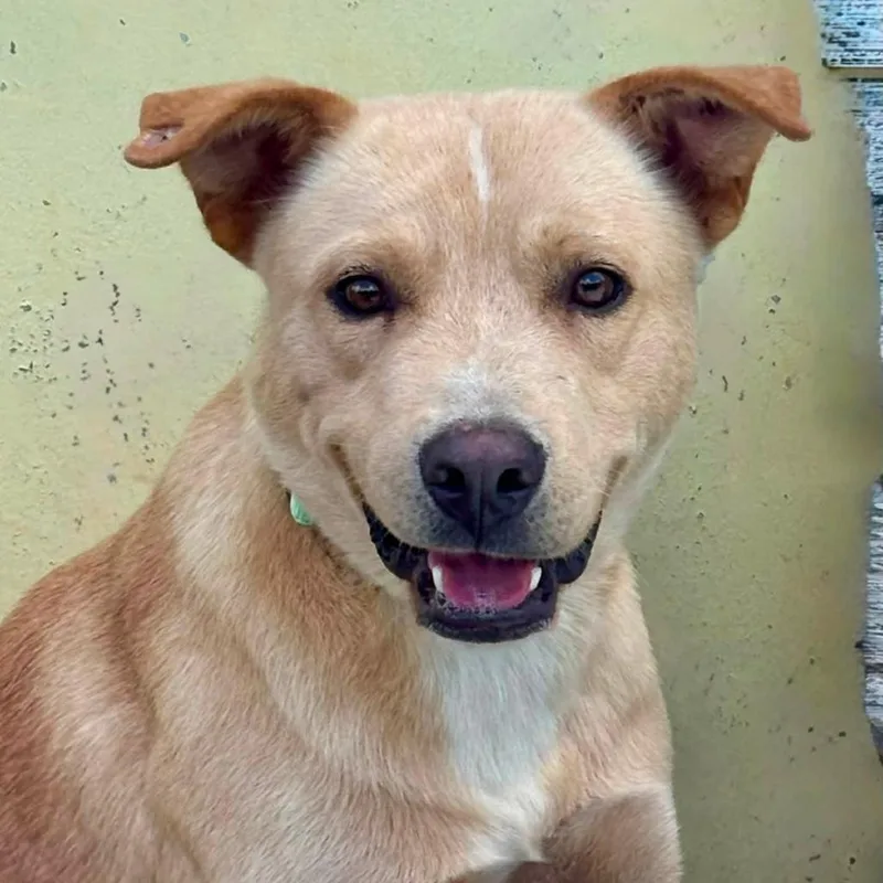 A young medium-sized male Yellow / Tan / Blond / Fawn Yellow Labrador Retriever dog named Milo for adoption in Marshall, TX