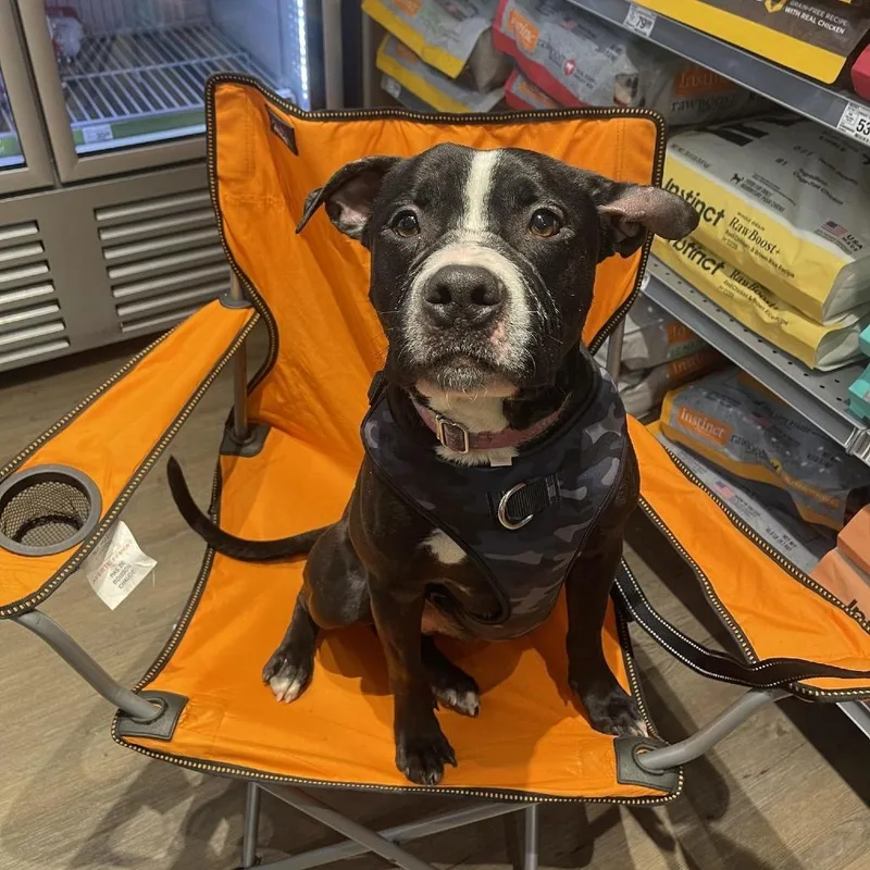 An adult medium-sized male Pit Bull Terrier dog named Chopper for adoption in Levittown, NY