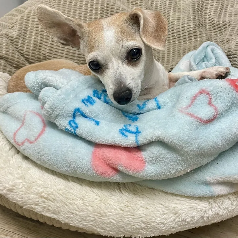 A senior small-sized female White / Cream Chihuahua dog named Sadie for adoption in Sautee Nacoochee, GA