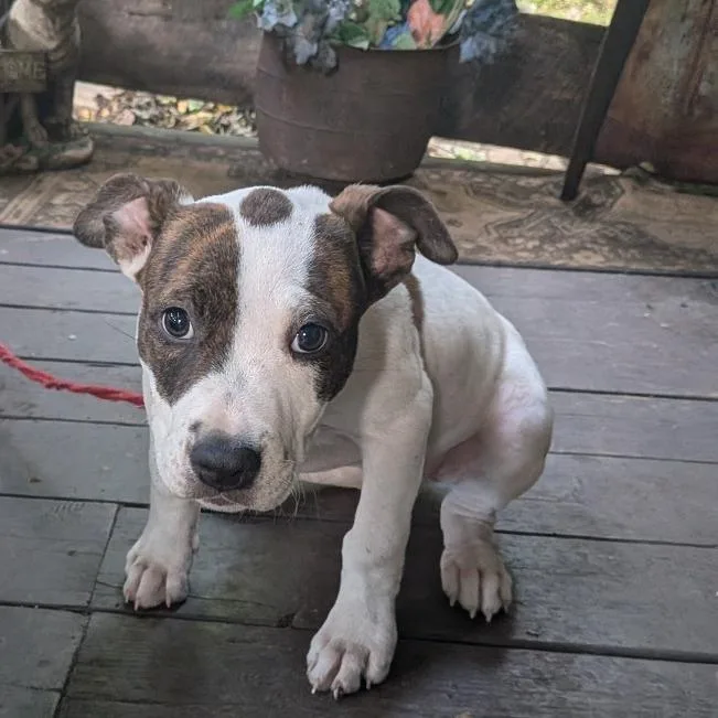 A baby medium-sized female White / Cream Mixed Breed dog named Capri for adoption in Alexandria, VA