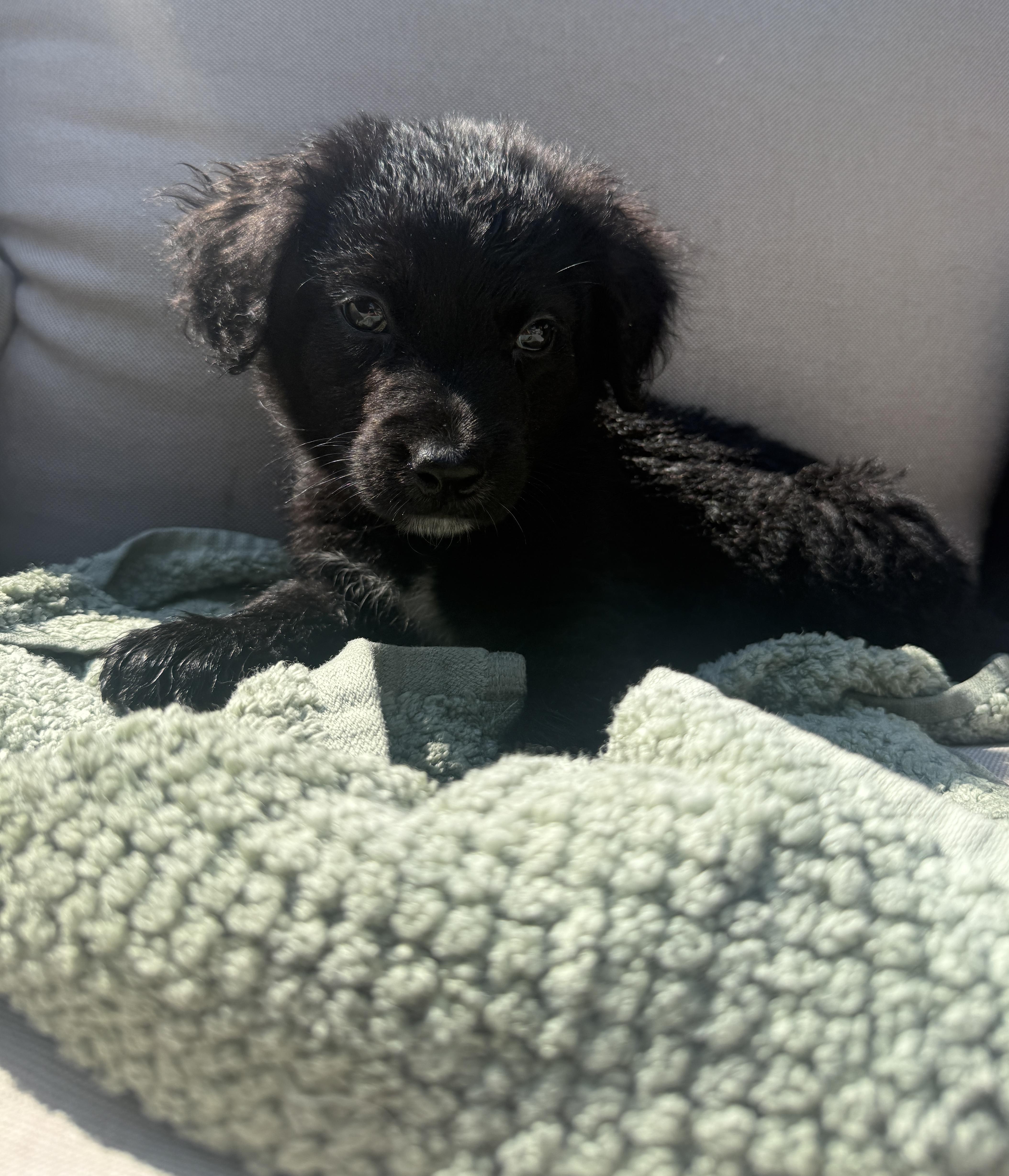 A baby medium-sized male Black Labrador Retriever dog named Annapolis for adoption in New York, NY