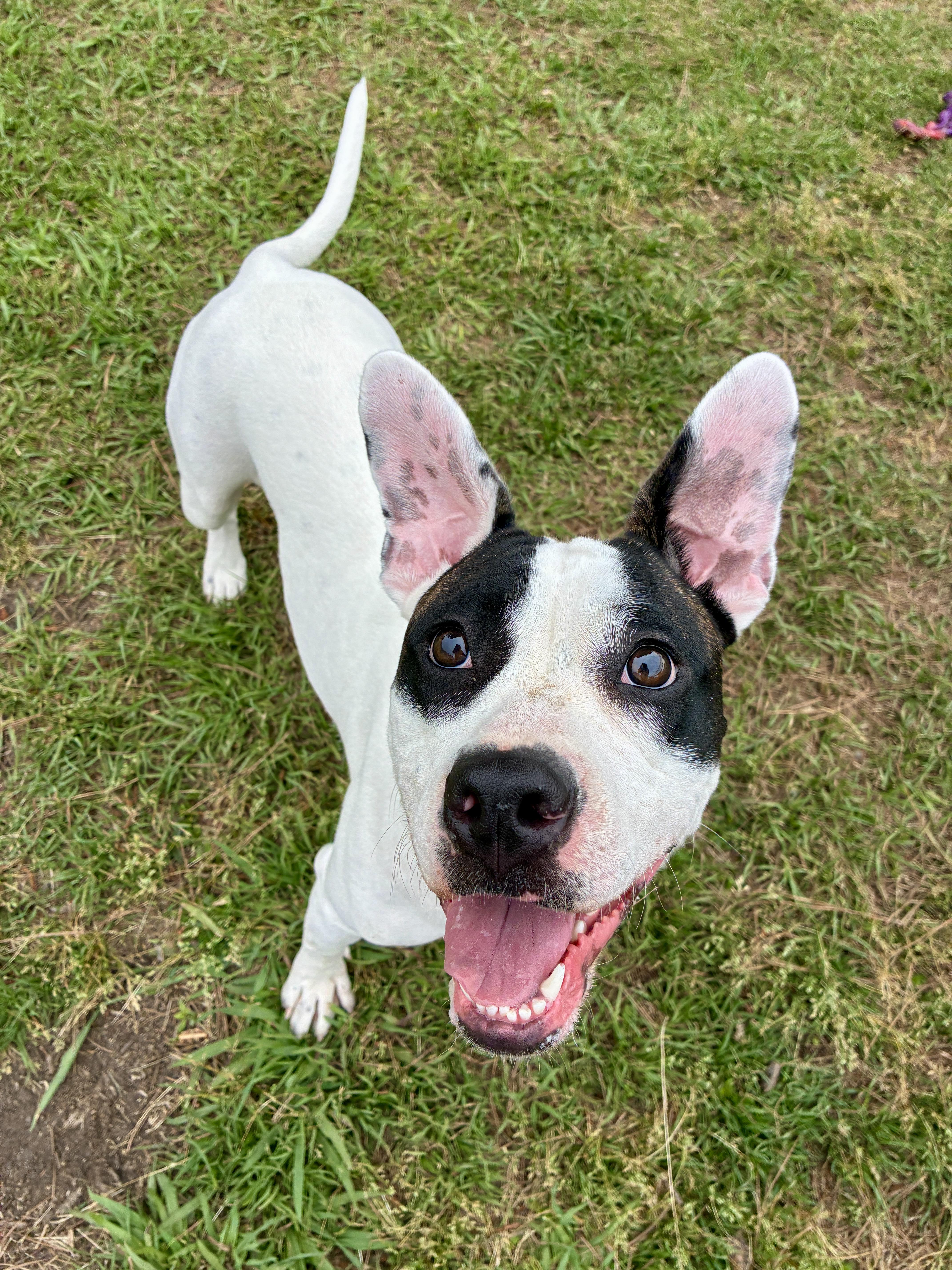An adult medium-sized female White / Cream Mixed Breed dog named Darla for adoption in Myrtle Beach, SC