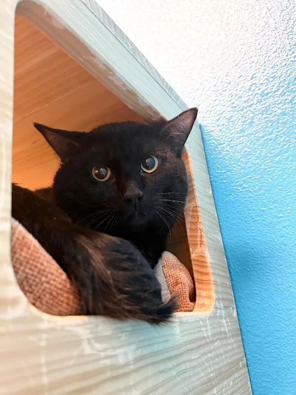 An adult medium-sized male Black Domestic Short Hair cat named Brian Zeller for adoption in Fort Collins, CO