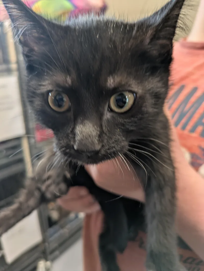 A young small-sized male Black Domestic Short Hair cat named Sprout for adoption in Bedford, VA