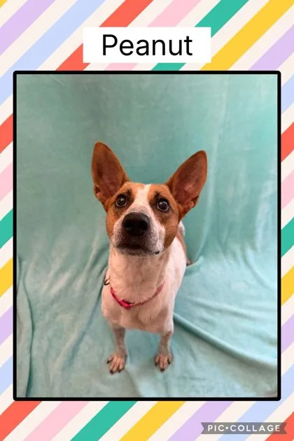 An adult medium-sized female Australian Cattle Dog / Blue Heeler dog named Peanut for adoption in Fishers, IN