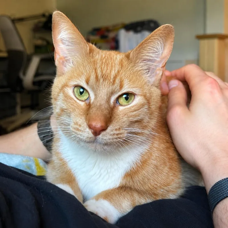 An adult small-sized female Orange & White Domestic Short Hair cat named Coco for adoption in Chicago, IL