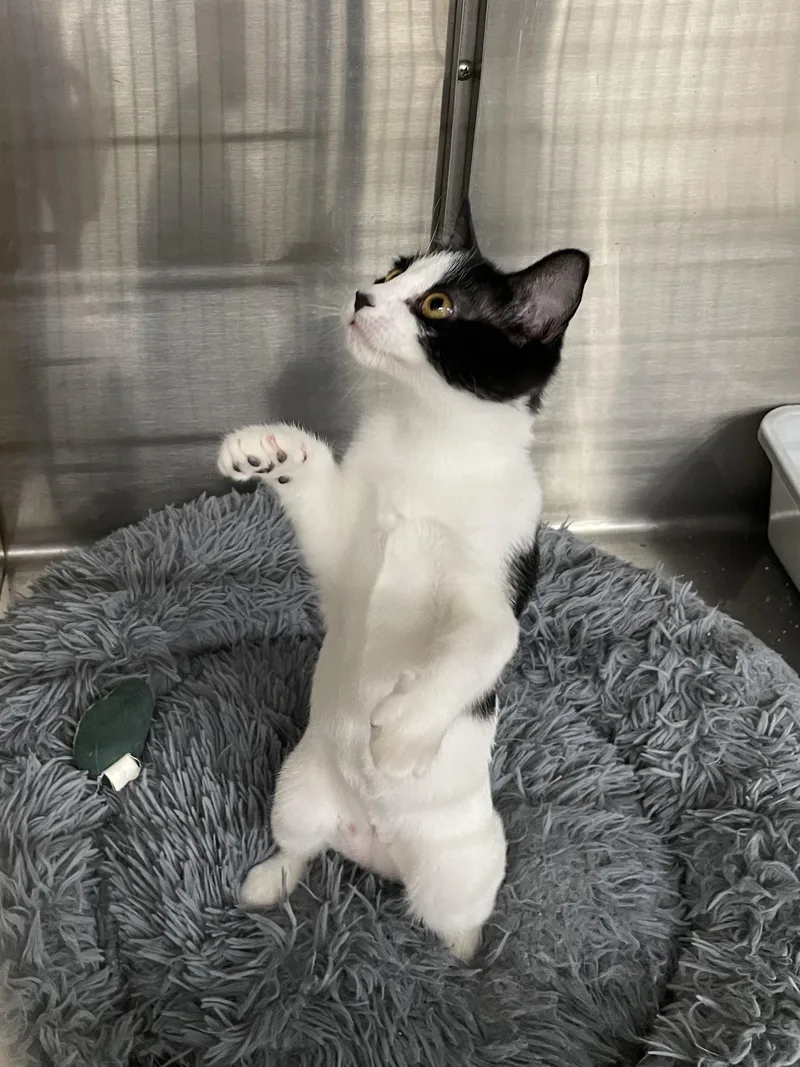 A baby medium-sized female Black Domestic Short Hair cat named Topanga ORT for adoption in Missouri City, TX