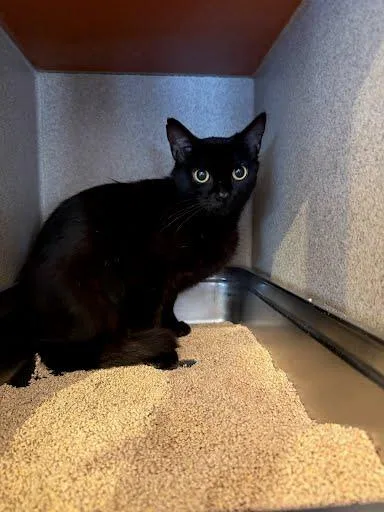An adult medium-sized female Domestic Short Hair cat named Pretzel for adoption in Washington, DC