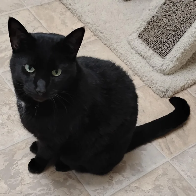 An adult large-sized female Domestic Short Hair cat named Missy for adoption in Dillsburg, PA