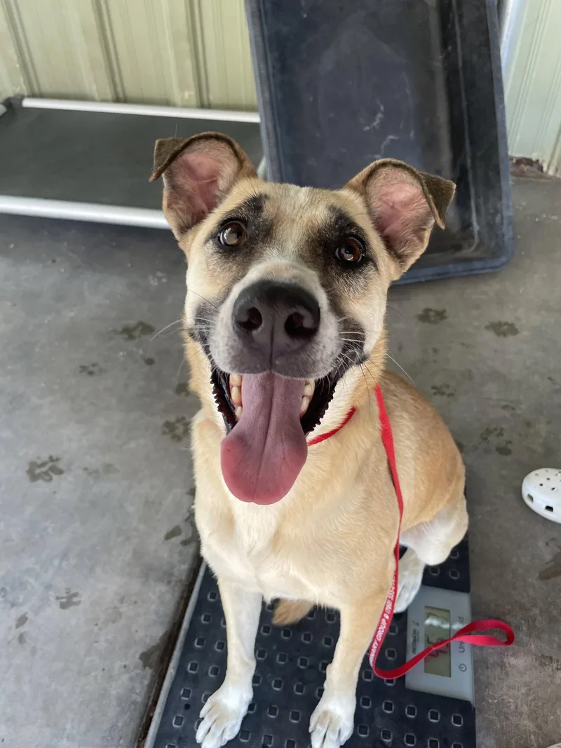 A young large-sized female Shepherd dog named Delphine for adoption in El Centro, CA
