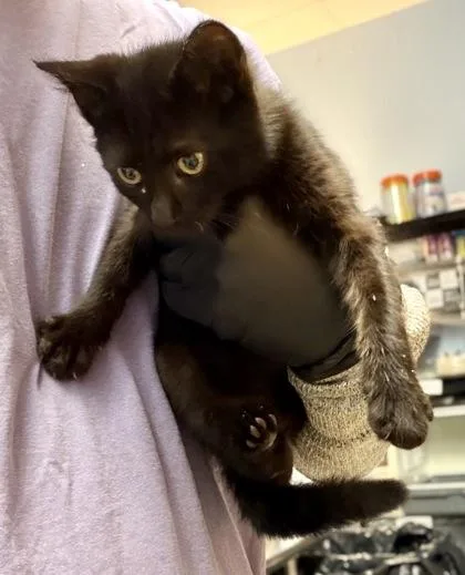A baby small-sized male Domestic Short Hair cat named MIA Sirius for adoption in Chamblee, GA