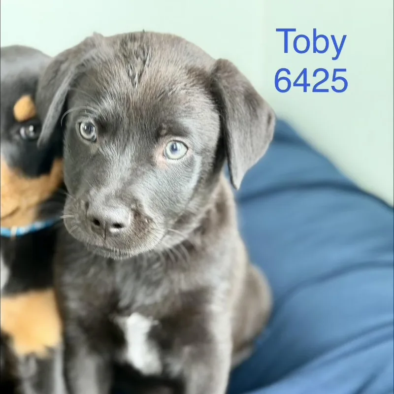 A baby small-sized male Black Labrador Retriever dog named Toby for adoption in Tacoma, WA