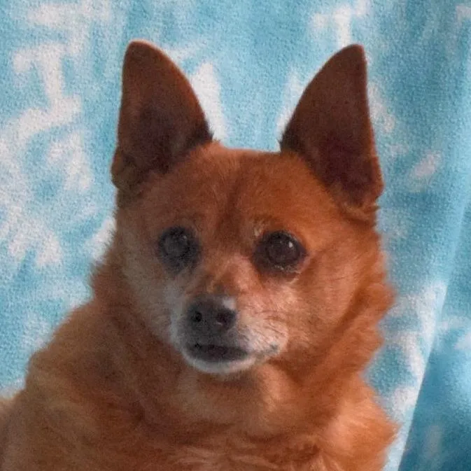 A senior small-sized female Yellow / Tan / Blond / Fawn Chihuahua dog named Carly for adoption in Eureka, CA
