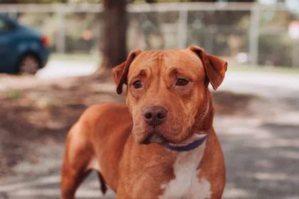An adult medium-sized female American Staffordshire Terrier dog named a Maple Bacon for adoption in North Charleston, SC