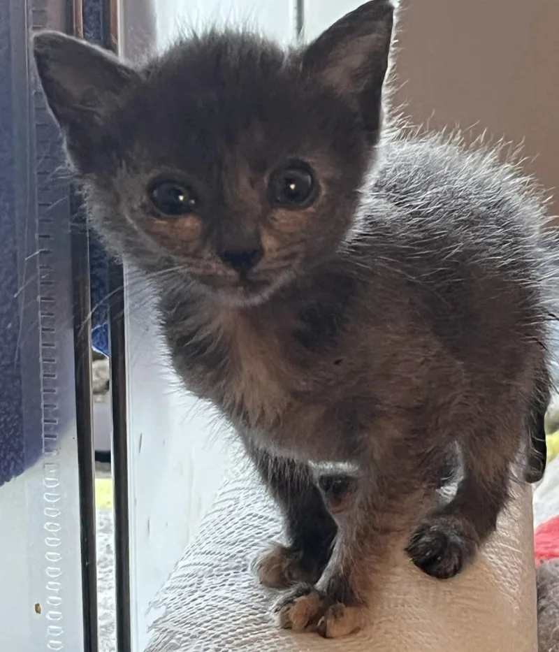 A baby small-sized female Domestic Short Hair cat named Elizabeth for adoption in HUNTINGTON BEACH, CA