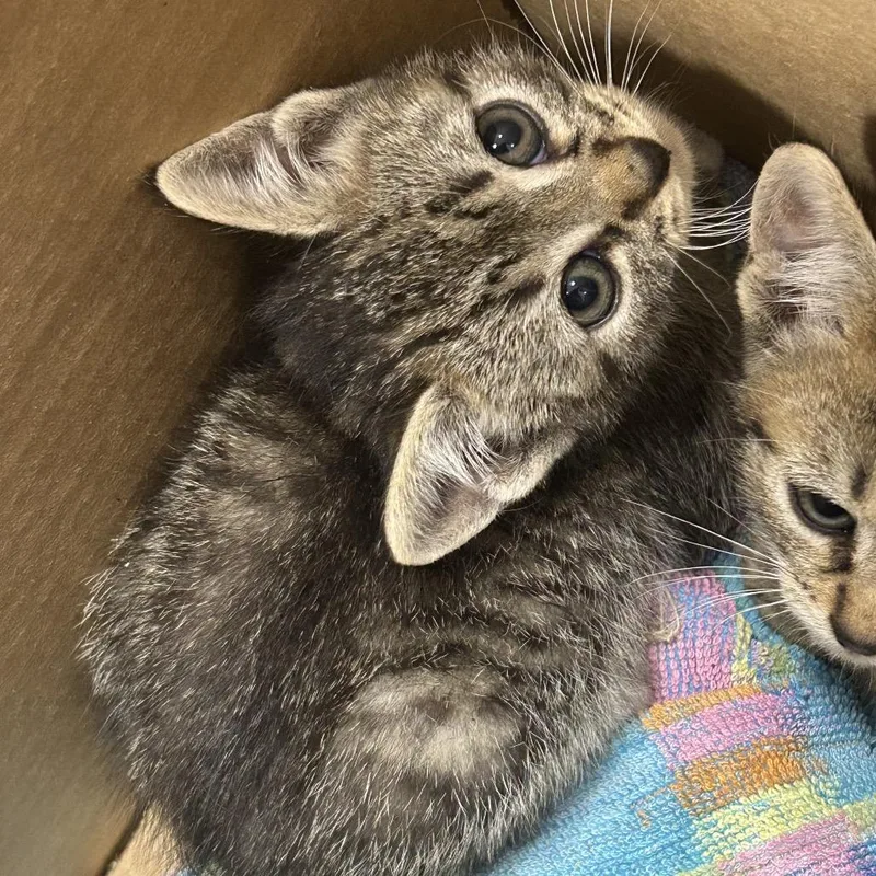 A baby small-sized male Gray / Blue / Silver Domestic Short Hair cat named George for adoption in Newark, NJ