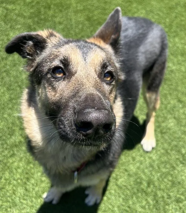 An adult large-sized female German Shepherd Dog dog named Rosie for adoption in El Cajon, CA