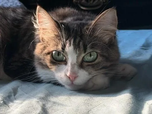 Seraphina thumbnail 3