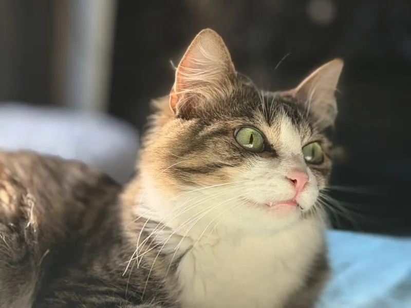 Seraphina thumbnail 4