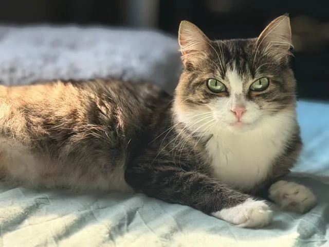 Seraphina thumbnail 5