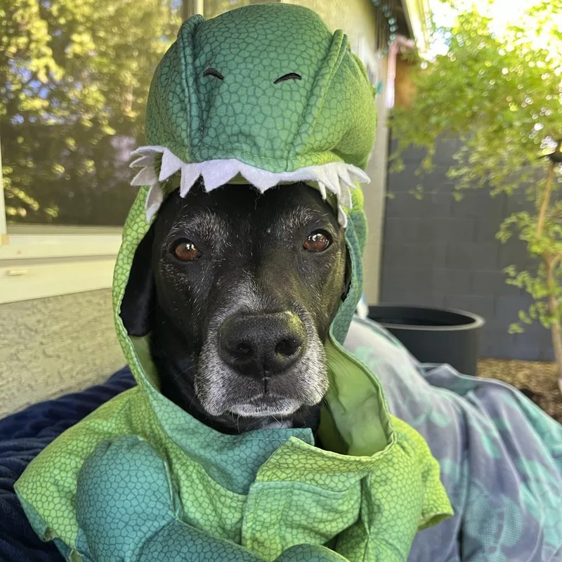 Ridley thumbnail 2