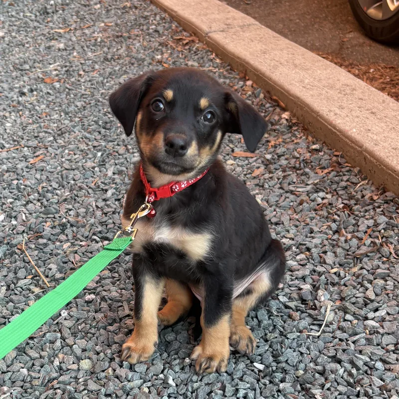 A baby medium-sized male Black Hound dog named Zion for adoption in Richmond, VA