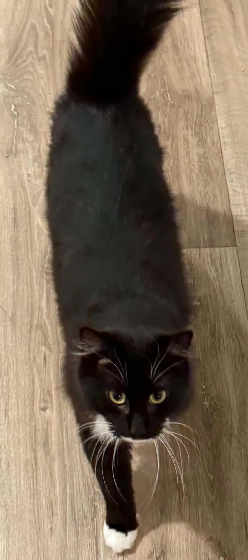 An adult medium-sized male Black & White / Tuxedo Tuxedo cat named Shoebooty for adoption in Beckley, WV