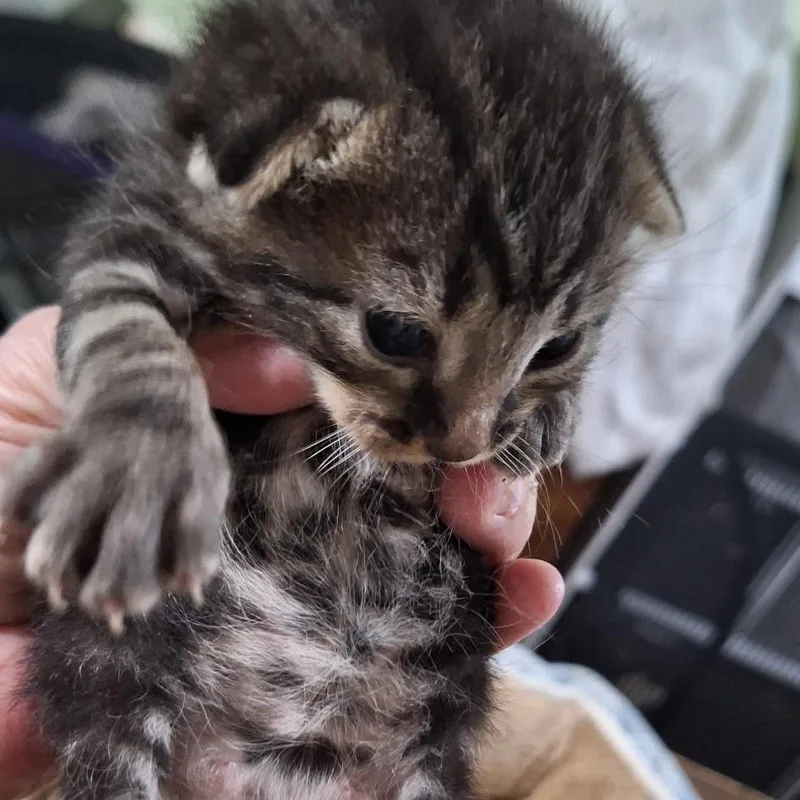A baby small-sized male Gray / Blue / Silver Domestic Short Hair cat named Sprinkles for adoption in San Antonio, TX