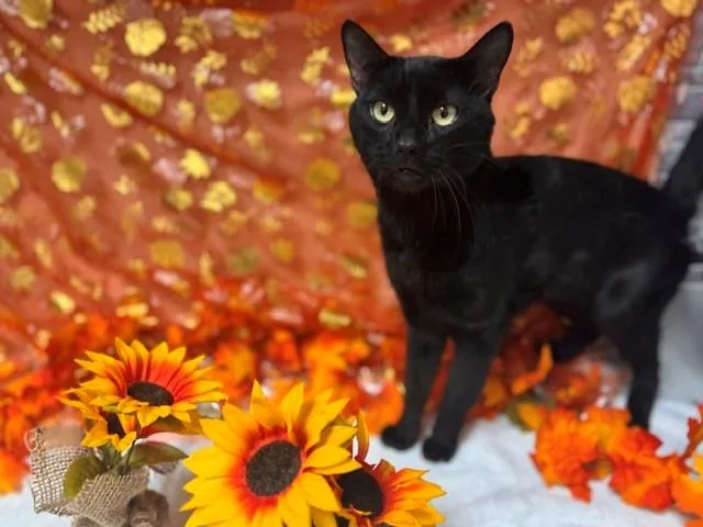 An adult medium-sized male Domestic Short Hair cat named Rocko for adoption in Fairfield, CA