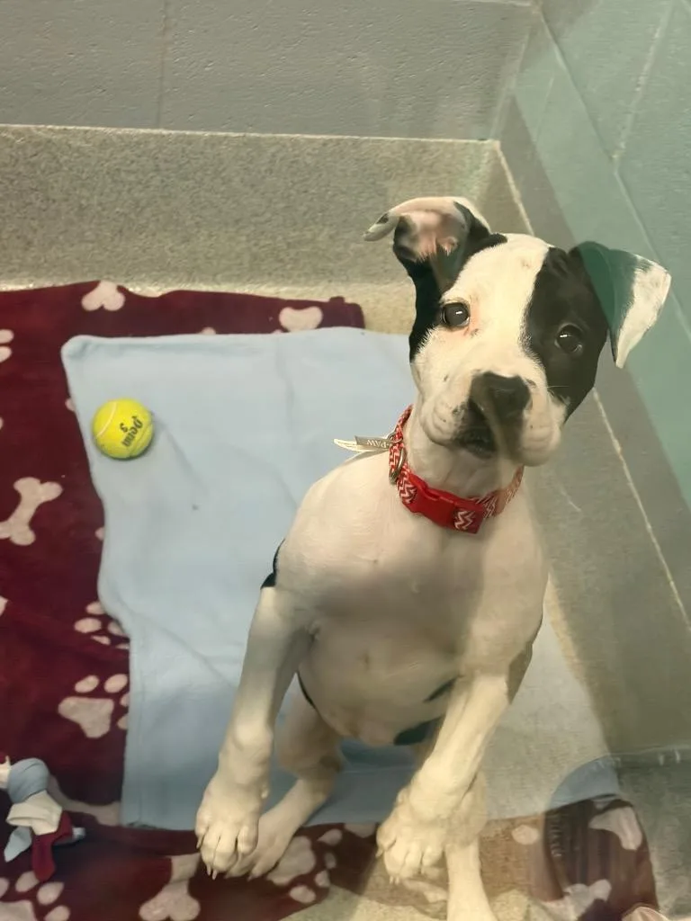 A baby medium-sized female Pit Bull Terrier dog named Cowcow for adoption in Bloomington, IN
