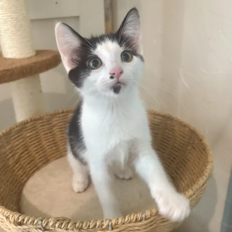 A baby small-sized male Black & White / Tuxedo Domestic Short Hair cat named Ritz Carlton for adoption in Richmond, VA