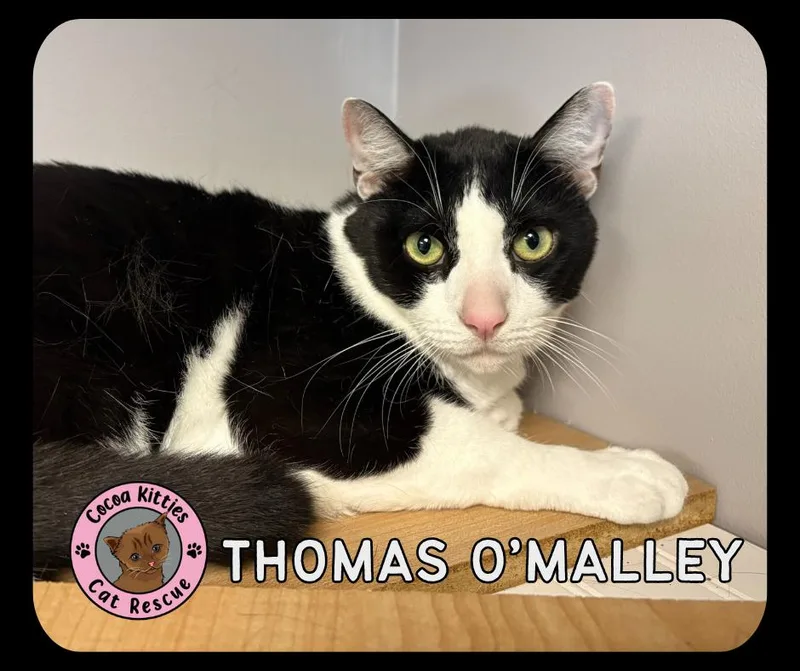 An adult large-sized male Domestic Short Hair cat named Thomas O'Malley for adoption in Hershey, PA