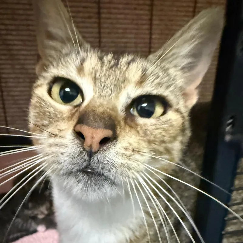 A young medium-sized female Brown / Chocolate Domestic Short Hair cat named Bunny for adoption in Houston, TX