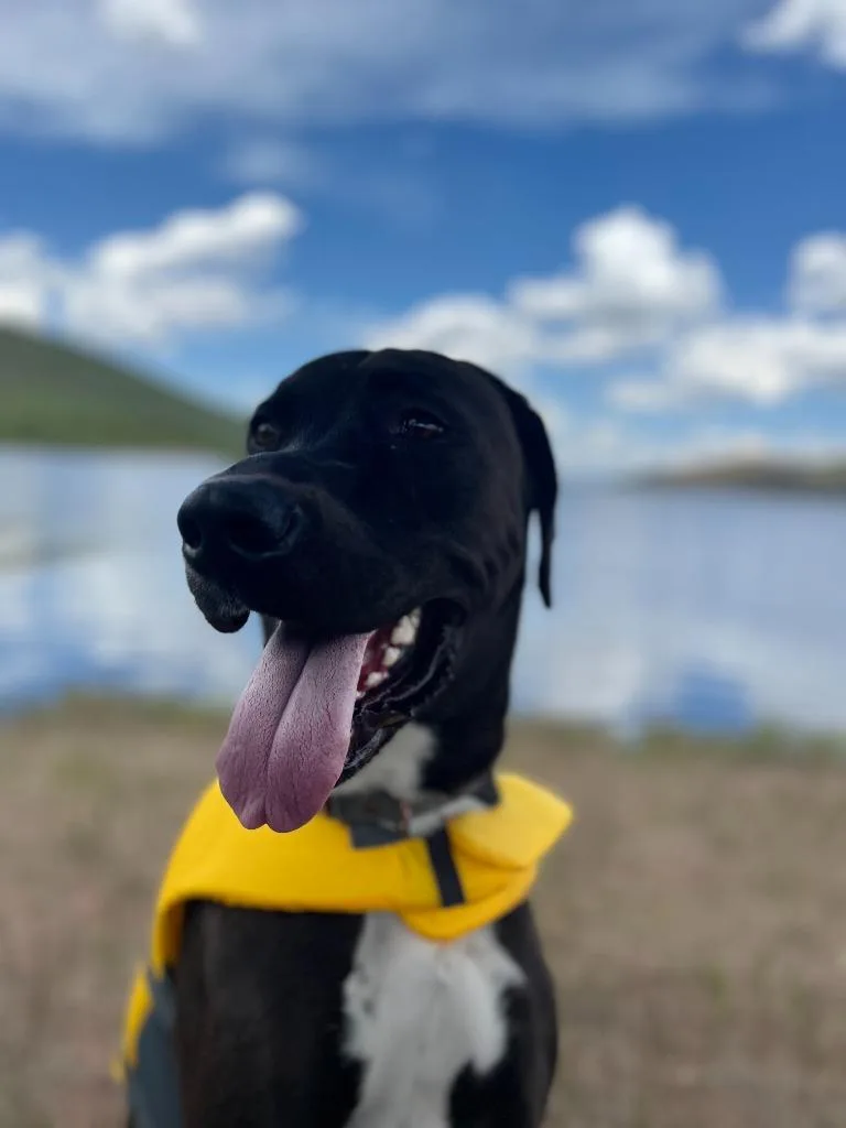 An adult large-sized male Great Dane dog named Grimm for adoption in Salt Lake City, UT