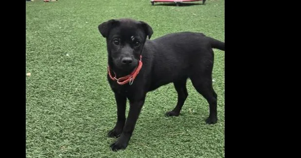A baby small-sized female Black Mixed Breed dog named Keebler for adoption in Papillion, NE
