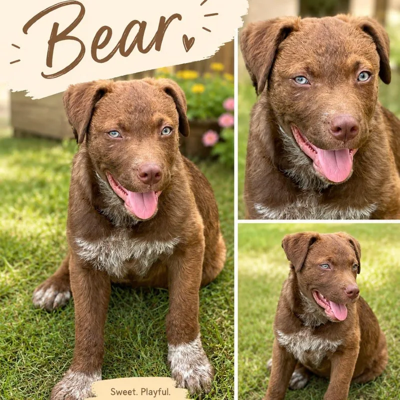 A baby medium-sized male Shepherd dog named Bear for adoption in Zimmerman, MN