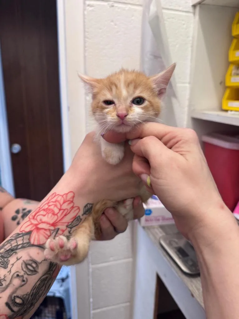A baby medium-sized male Domestic Short Hair cat named Ernie for adoption in Johnson City, TN