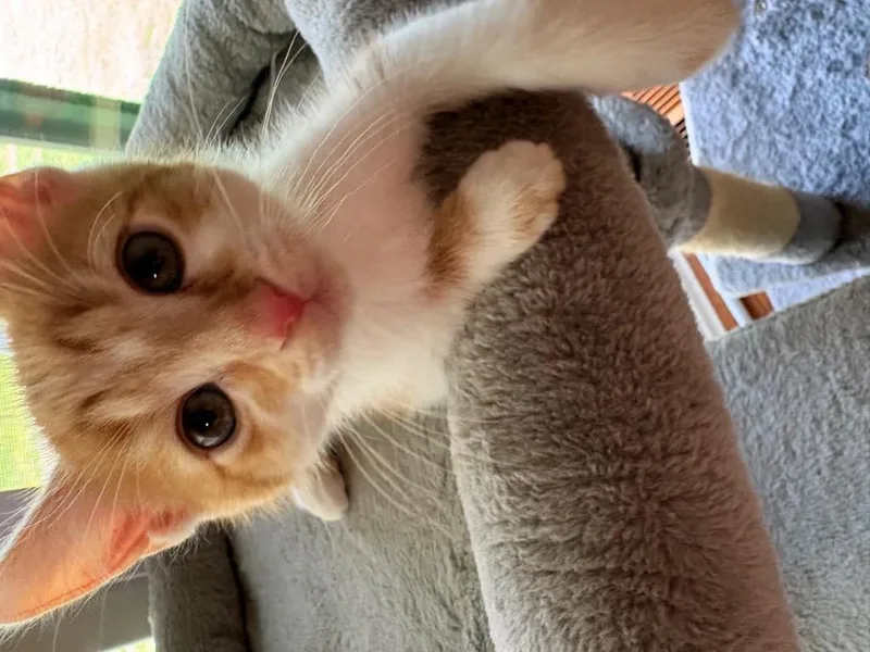 Ernie thumbnail 3