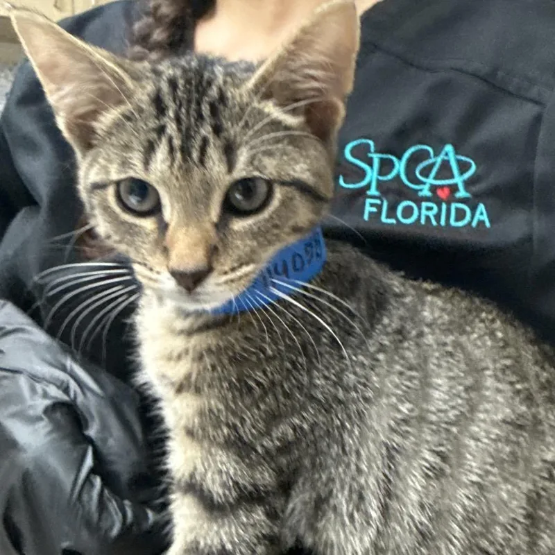 A baby small-sized male Brown / Chocolate Domestic Short Hair cat named Mordecai for adoption in Lakeland, FL
