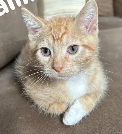 A baby small-sized male Domestic Short Hair cat named Wambus Troubleham for adoption in Hobart, IN