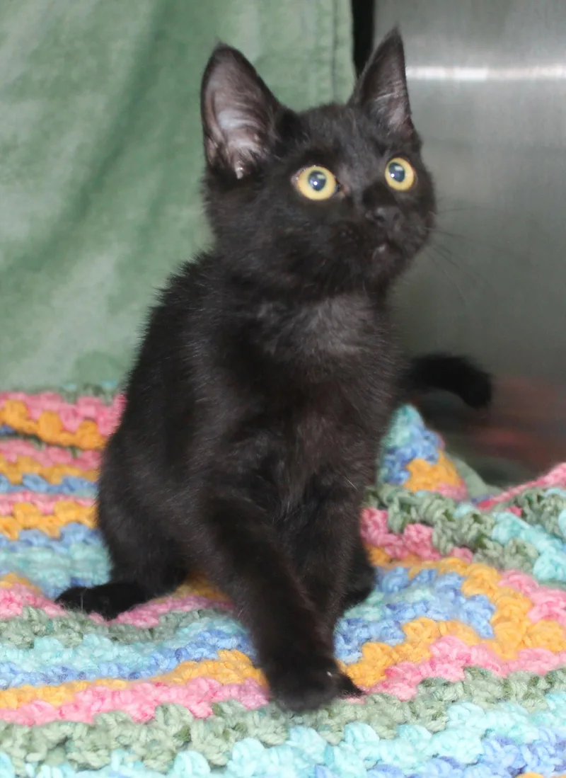 A baby medium-sized female Black Domestic Short Hair cat named Pepper for adoption in Prattville, AL