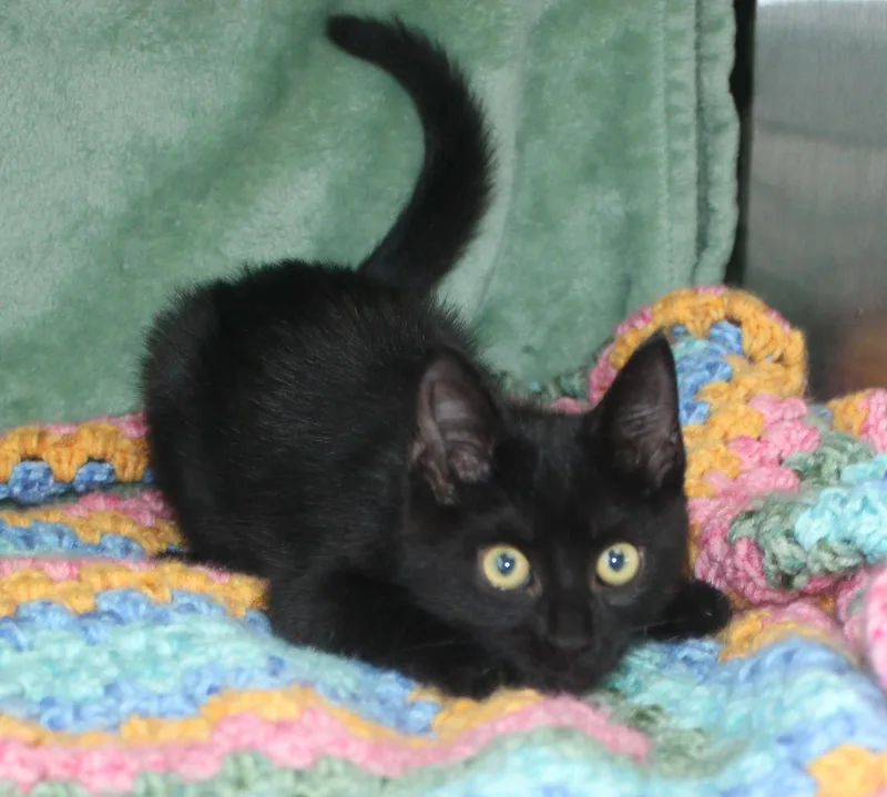 Pepper thumbnail 2