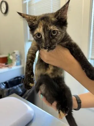 A young medium-sized female Domestic Short Hair cat named Patty for adoption in Lafayette, IN