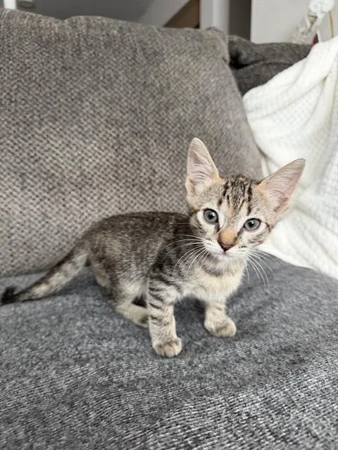 A baby small-sized female Domestic Short Hair cat named Luz for adoption in Tustin, CA