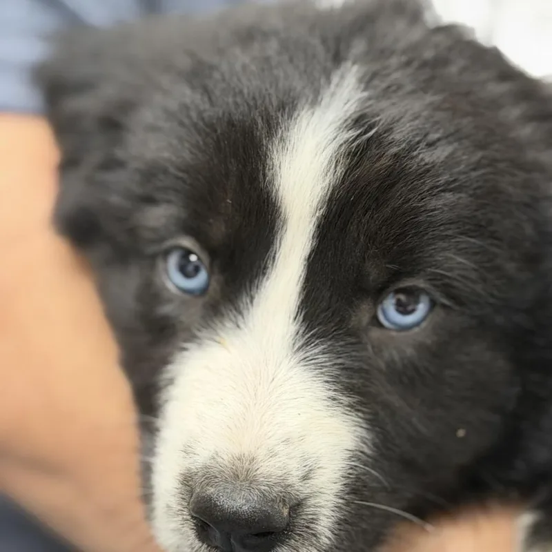 A baby medium-sized female Black Great Pyrenees dog named Saturn for adoption in Midland, TX