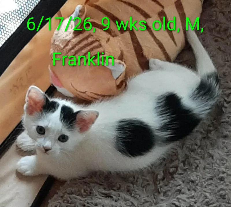 A baby small-sized male Black & White / Tuxedo Domestic Short Hair cat named Franklin for adoption in Hudson, NY